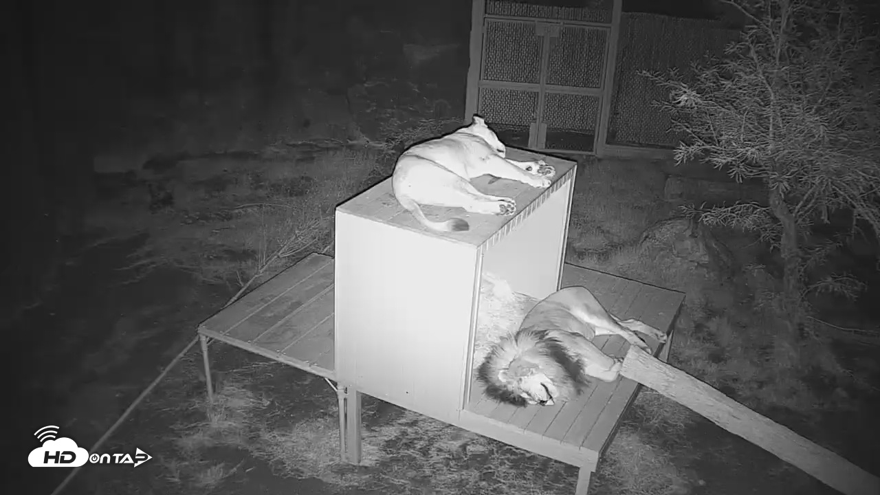 Snapshot of Reid Park Zoo Lions Live Webcam taken Sep 27, 2025, 8:35pm MST