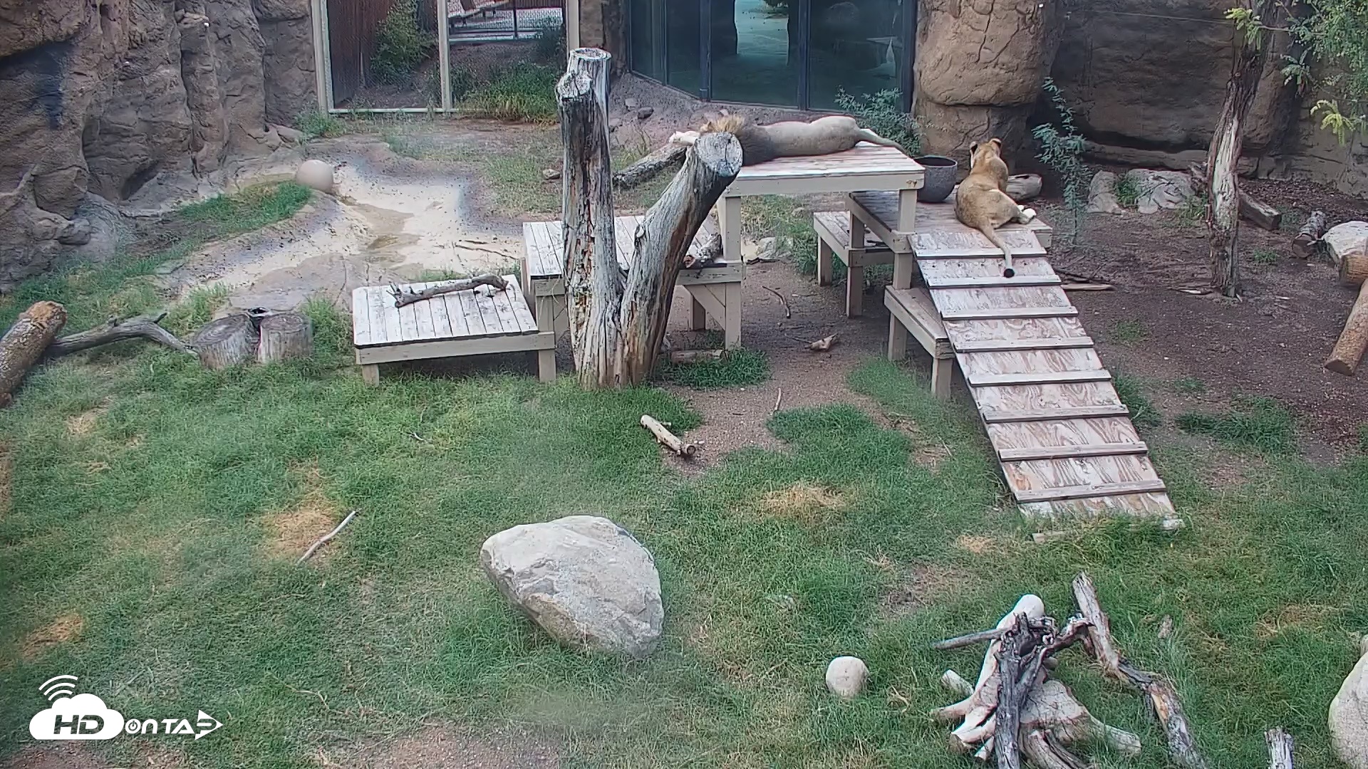 Snapshot of Reid Park Zoo Lions Live Webcam taken Sep 29, 2026, 3:11pm MST