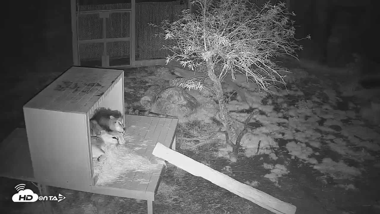 Snapshot of Reid Park Zoo Lions Live Webcam taken Jan 29, 2026, 6:47am MST