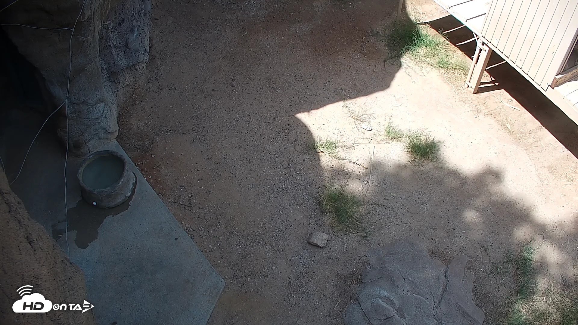 Snapshot of Reid Park Zoo Lions Live Webcam taken Sep 23, 2026, 11:53am MST