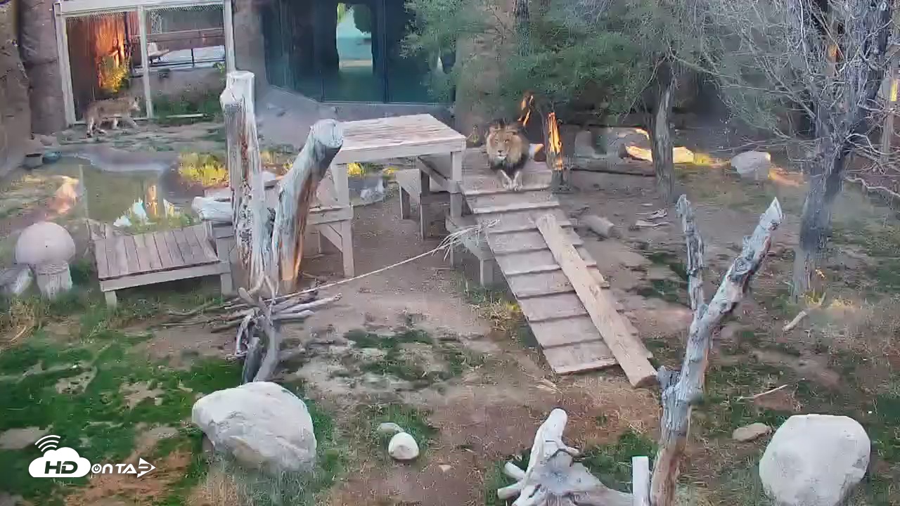 Snapshot of Reid Park Zoo Lions Live Webcam taken Dec 18, 2025, 7:45am MST