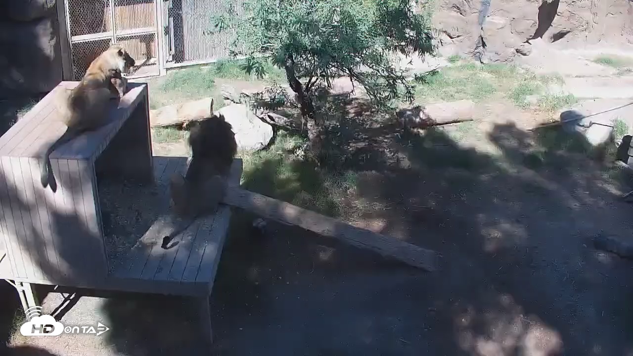 Snapshot of Reid Park Zoo Lions Live Webcam taken Oct 27, 2025, 11:32am MST
