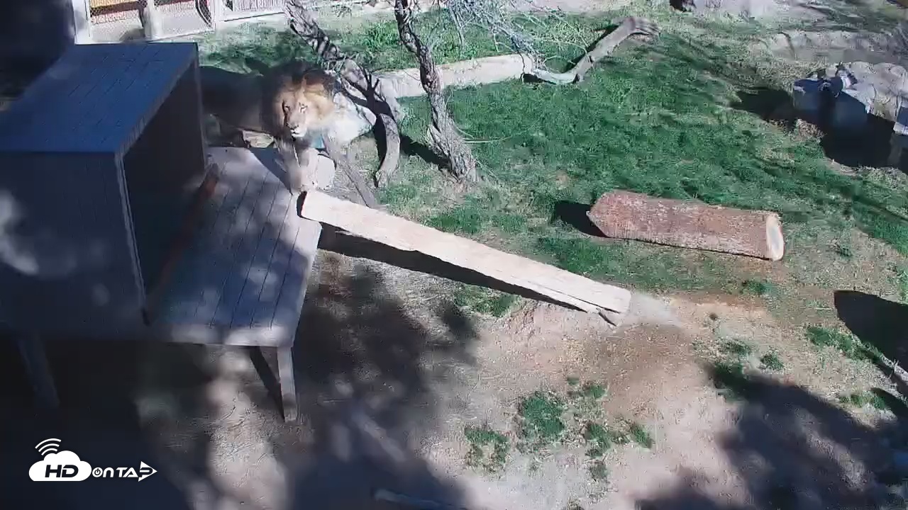 Snapshot of Reid Park Zoo Lions Live Webcam taken Feb 27, 2026, 9:50am MST