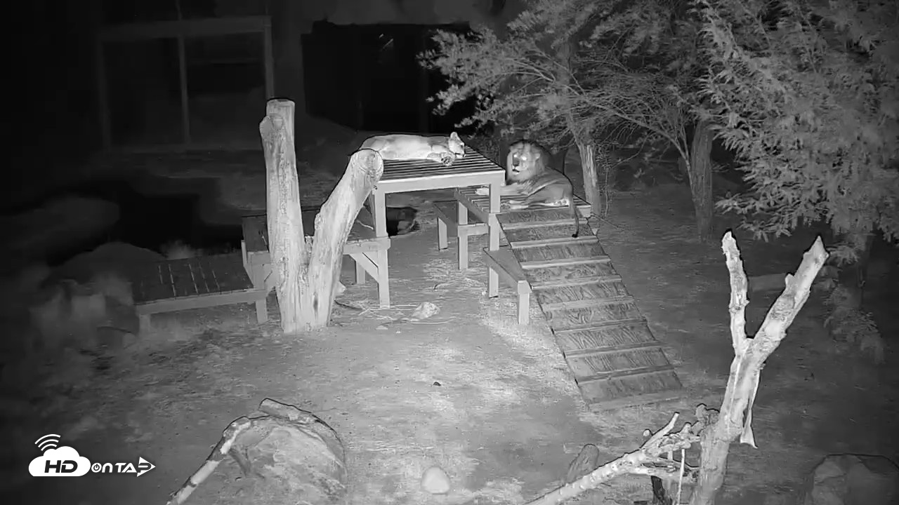 Snapshot of Reid Park Zoo Lions Live Webcam taken May 16, 2026, 8:32pm MST
