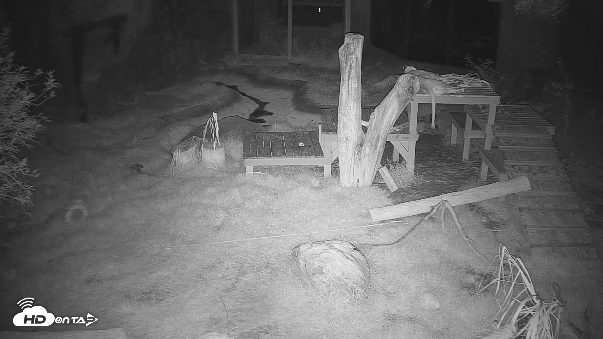 Snapshot of Reid Park Zoo Lions Live Webcam taken Sep 11, 2026, 9:24pm MST