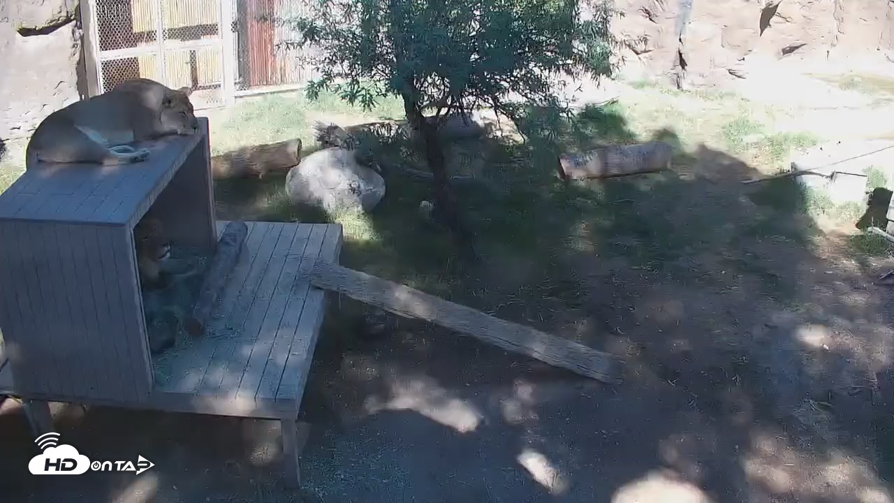 Snapshot of Reid Park Zoo Lions Live Webcam taken Nov 2, 2025, 11:02am MST