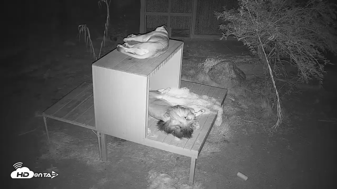 Snapshot of Reid Park Zoo Lions Live Webcam taken Jul 23, 2025, 8:39pm MST