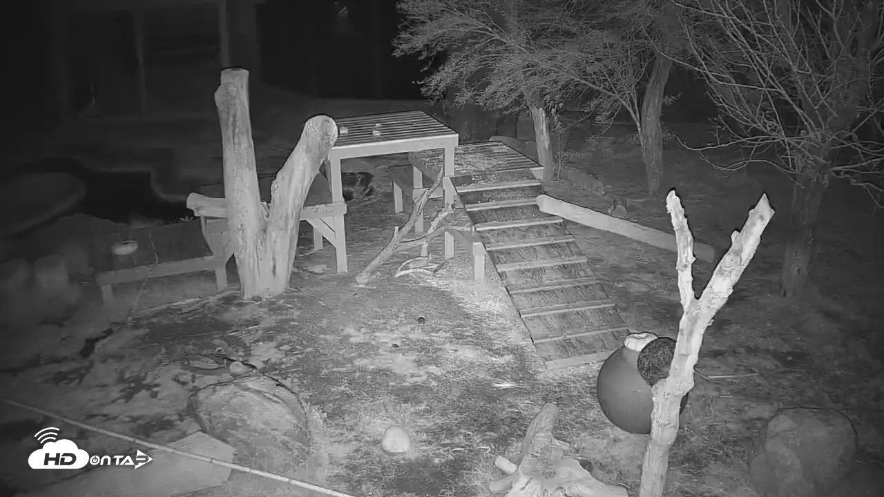 Snapshot of Reid Park Zoo Lions Live Webcam taken Dec 5, 2025, 10:02pm MST