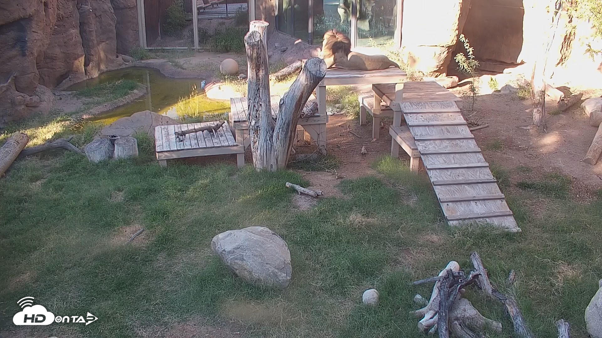 Snapshot of Reid Park Zoo Lions Live Webcam taken Oct 6, 2026, 4:33pm MST