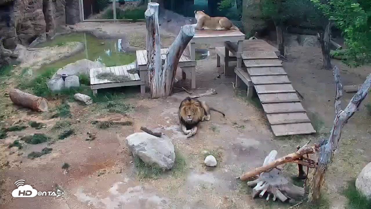 Snapshot of Reid Park Zoo Lions Live Webcam taken May 4, 2026, 8:29am MST