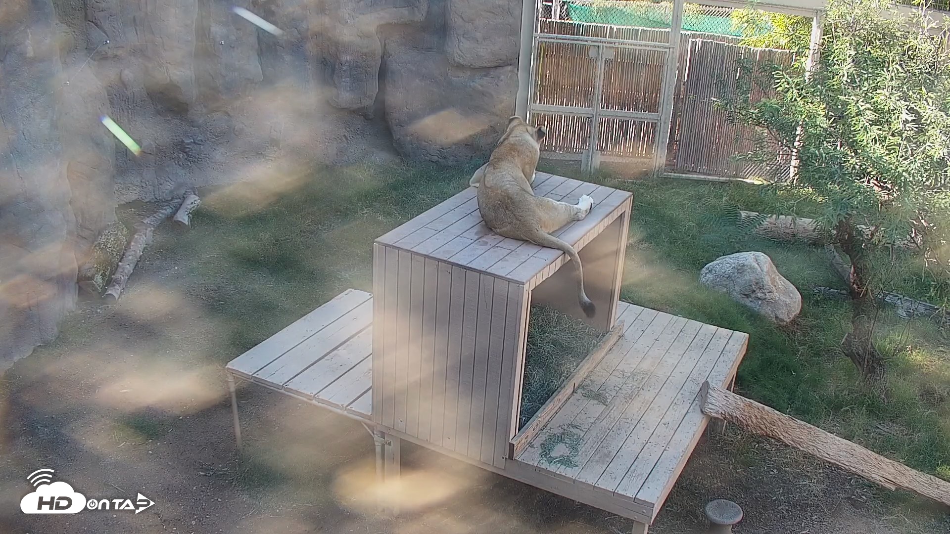 Snapshot of Reid Park Zoo Lions Live Webcam taken Oct 14, 2026, 3:31pm MST