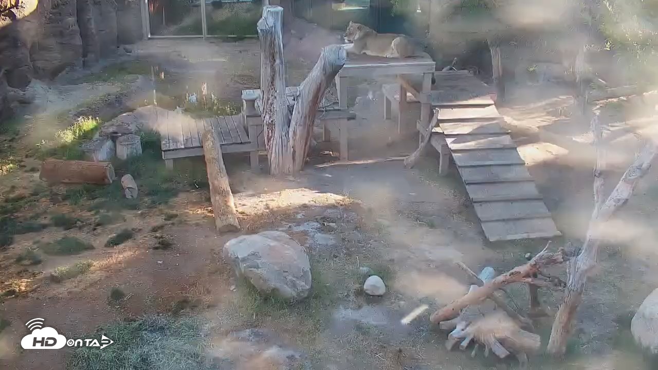 Snapshot of Reid Park Zoo Lions Live Webcam taken Apr 15, 2026, 7:10am MST