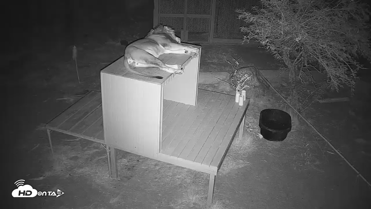 Snapshot of Reid Park Zoo Lions Live Webcam taken Aug 2, 2025, 10:04pm MST