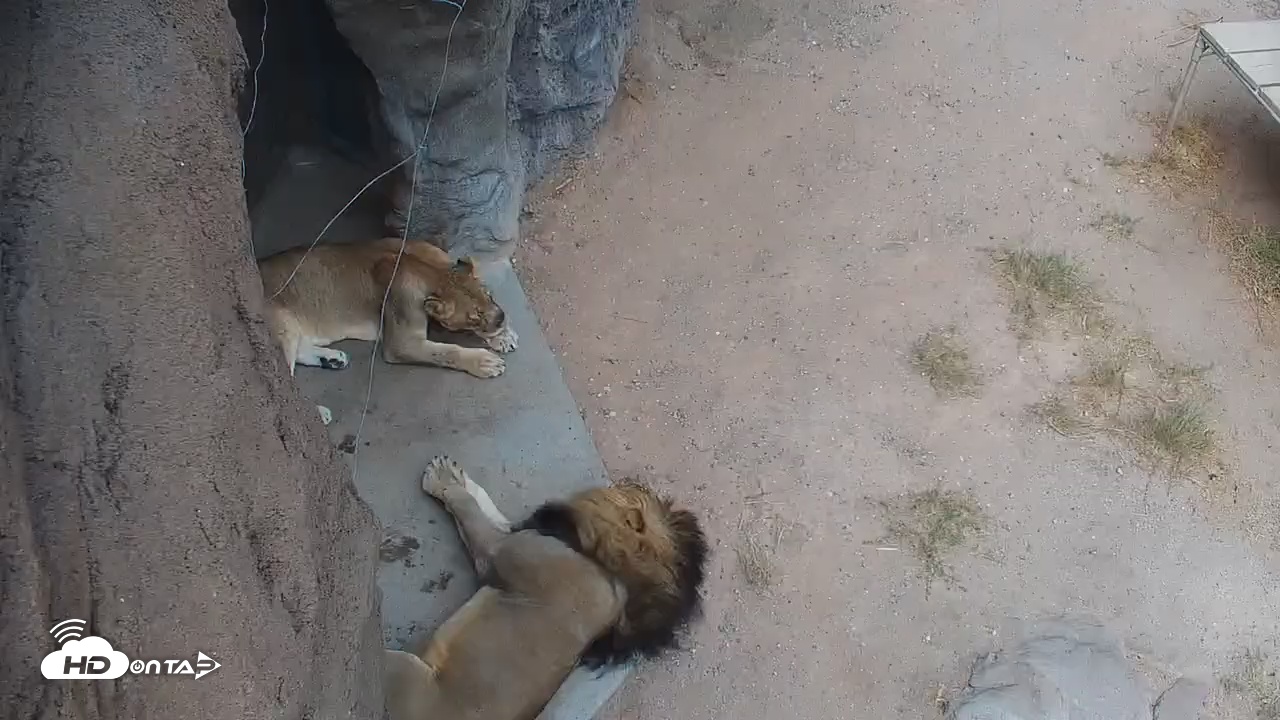 Snapshot of Reid Park Zoo Lions Live Webcam taken Sep 4, 2025, 9:44am MST