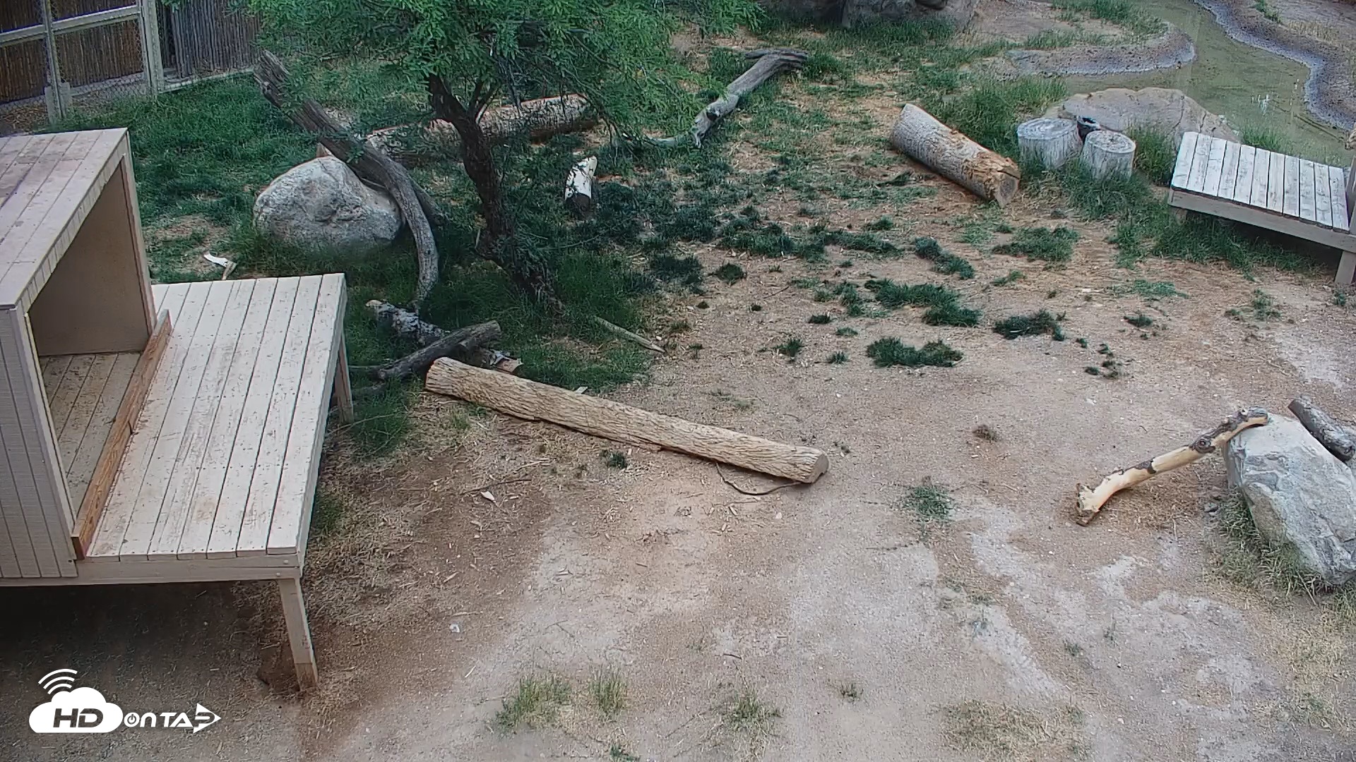 Snapshot of Reid Park Zoo Lions Live Webcam taken May 28, 2026, 10:16am MST
