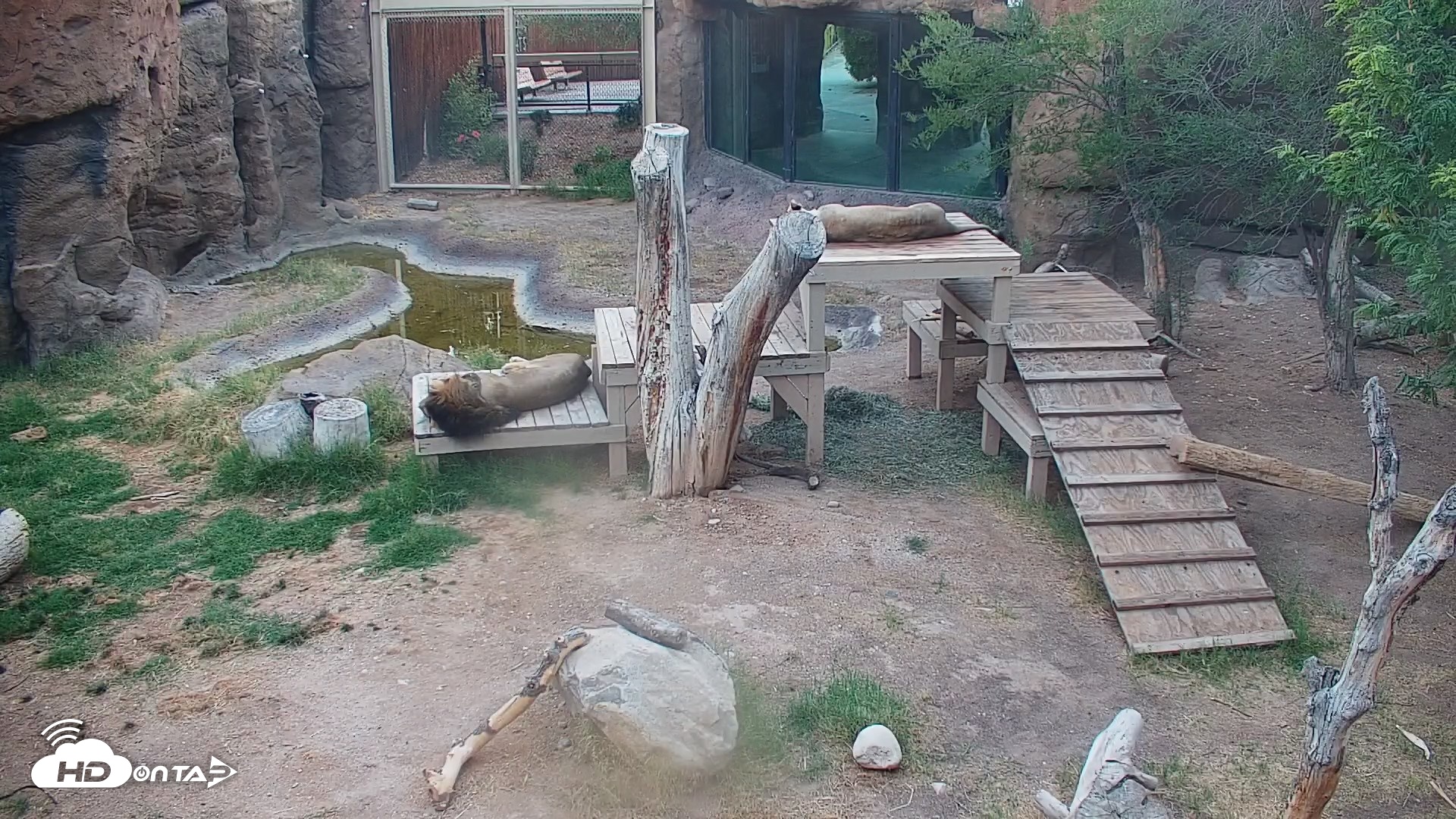 Snapshot of Reid Park Zoo Lions Live Webcam taken Jun 23, 2026, 5:15am MST