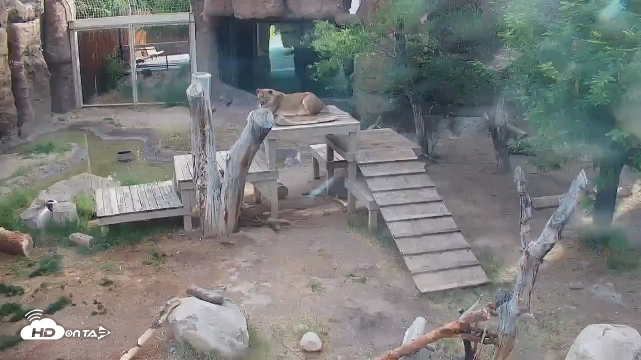 Snapshot of Reid Park Zoo Lions Live Webcam taken May 20, 2026, 7:20am MST