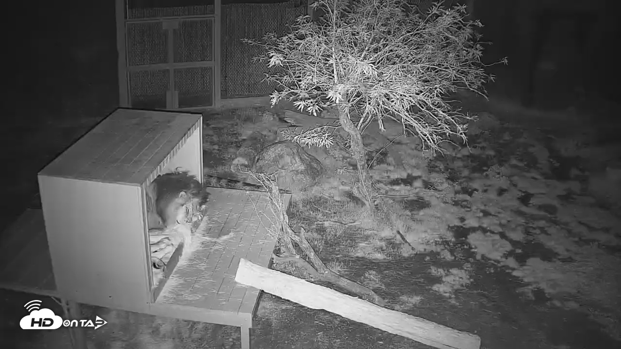 Snapshot of Reid Park Zoo Lions Live Webcam taken Jan 17, 2026, 4:35am MST