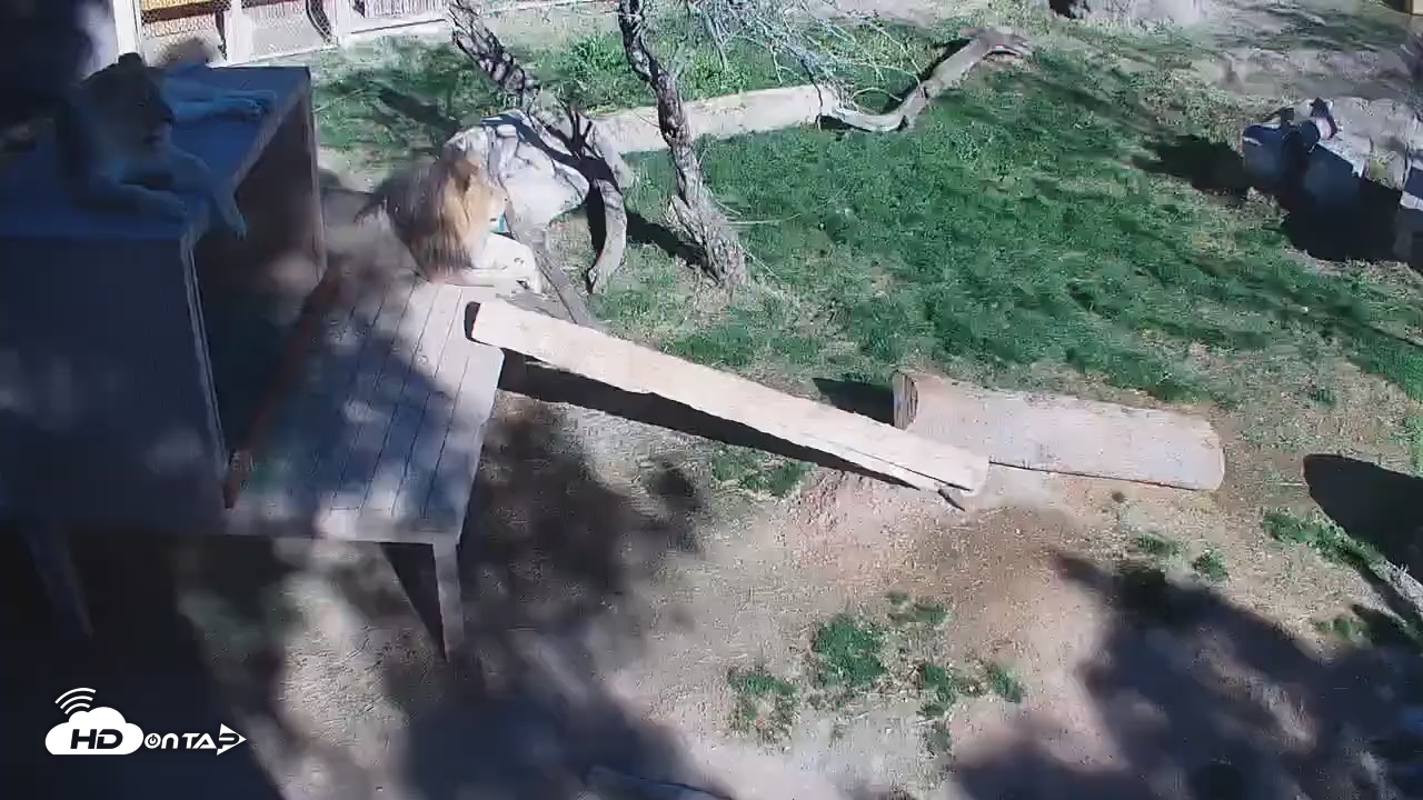 Snapshot of Reid Park Zoo Lions Live Webcam taken Feb 27, 2026, 9:47am MST