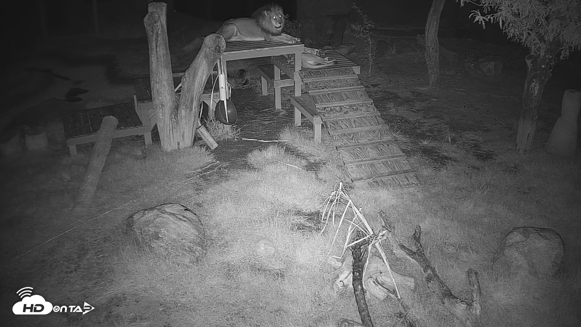 Snapshot of Reid Park Zoo Lions Live Webcam taken Sep 6, 2026, 3:27am MST