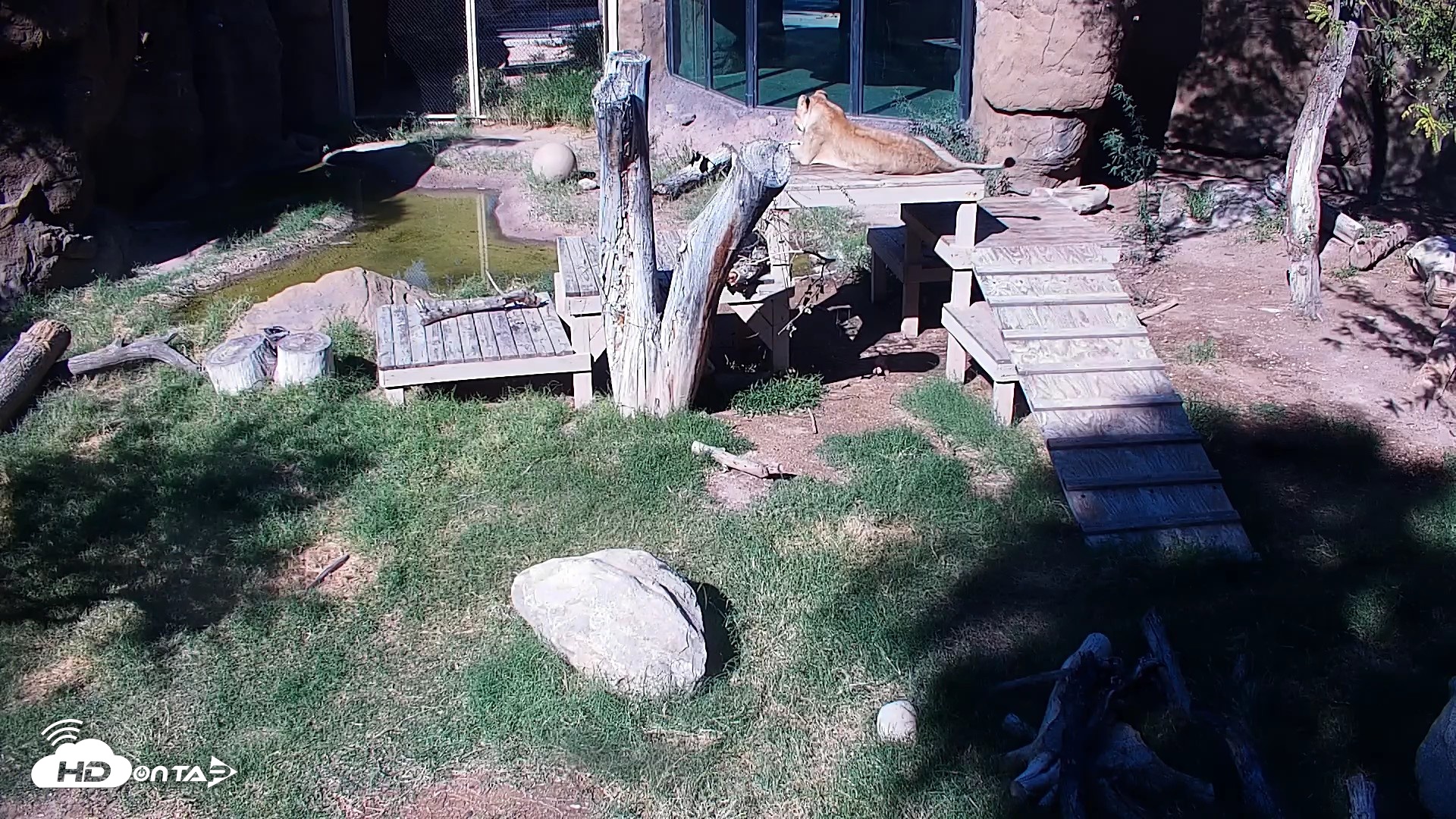 Snapshot of Reid Park Zoo Lions Live Webcam taken Oct 5, 2026, 2:40pm MST