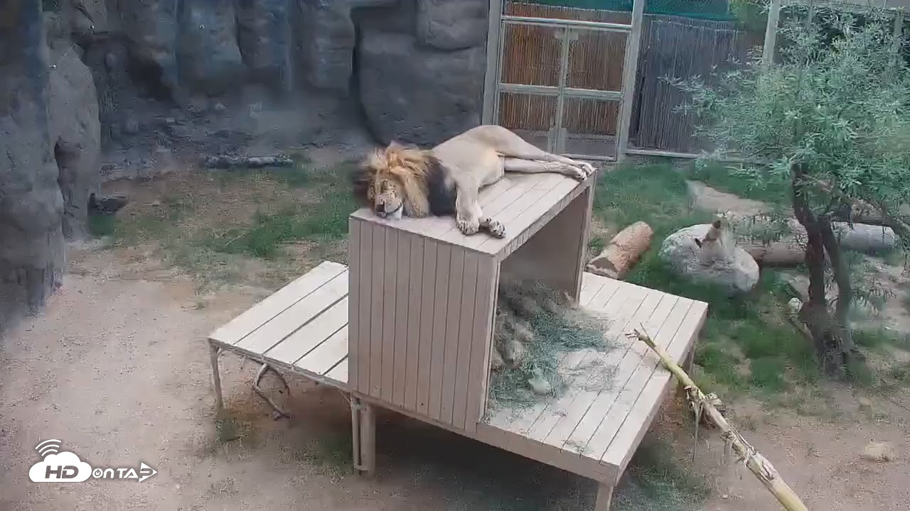 Snapshot of Reid Park Zoo Lions Live Webcam taken Oct 8, 2025, 5:46pm MST