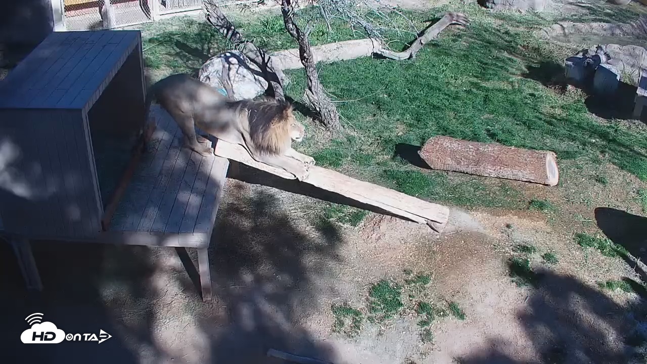 Snapshot of Reid Park Zoo Lions Live Webcam taken Feb 27, 2026, 9:51am MST