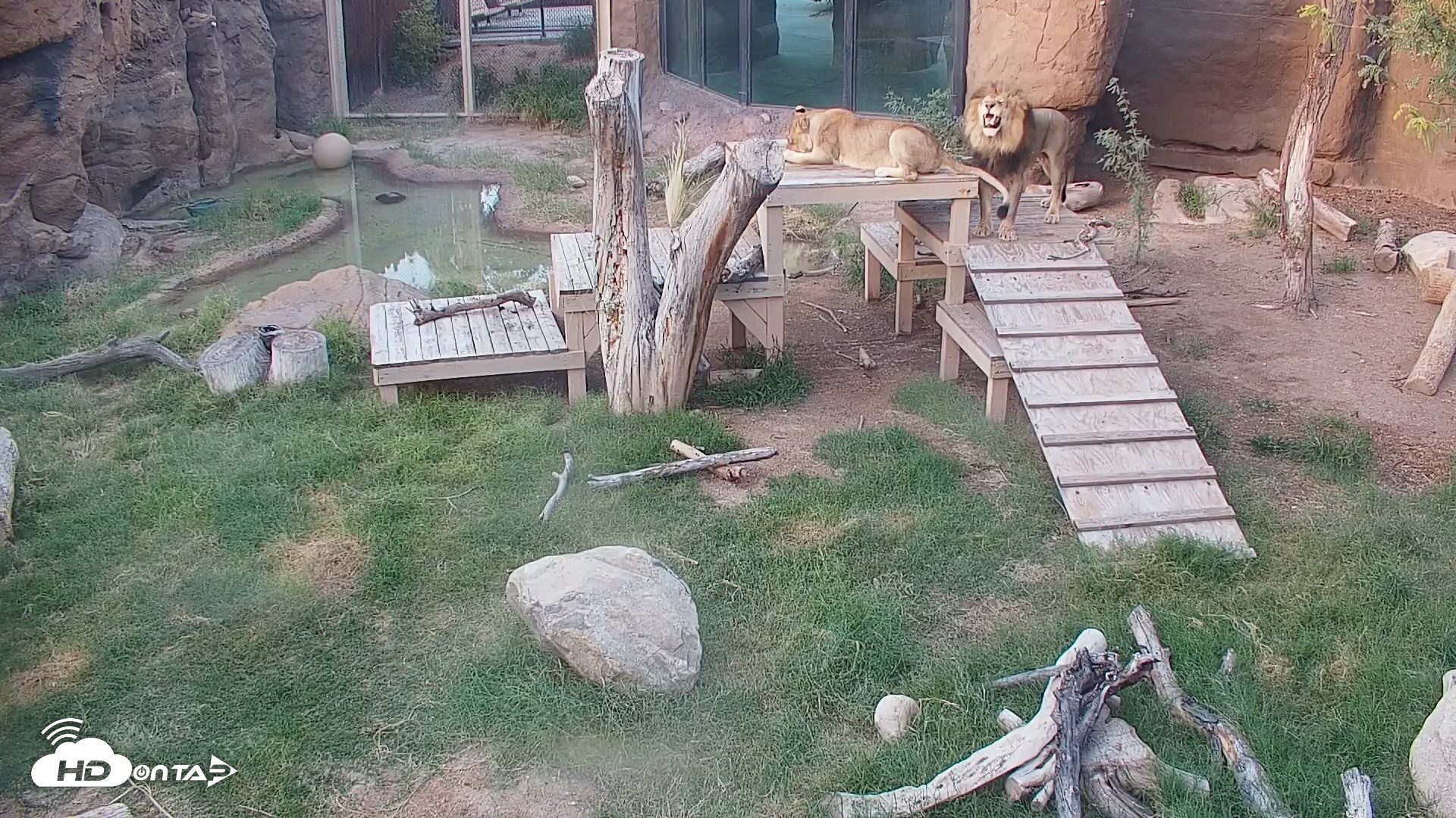 Snapshot of Reid Park Zoo Lions Live Webcam taken Sep 24, 2026, 5:38pm MST