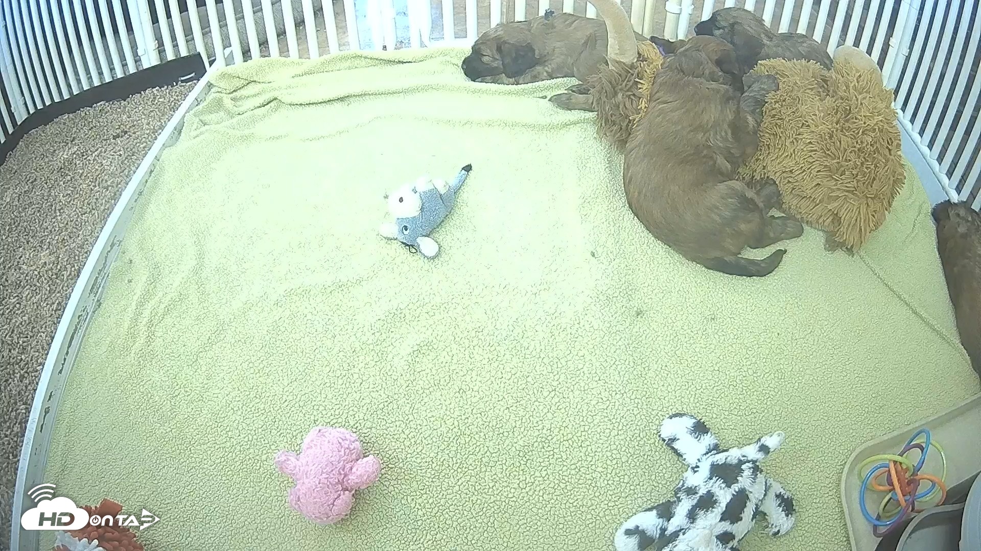 Snapshot of Briard Puppies Breeding Live Webcam taken Apr 20, 2026, 11:39am MST