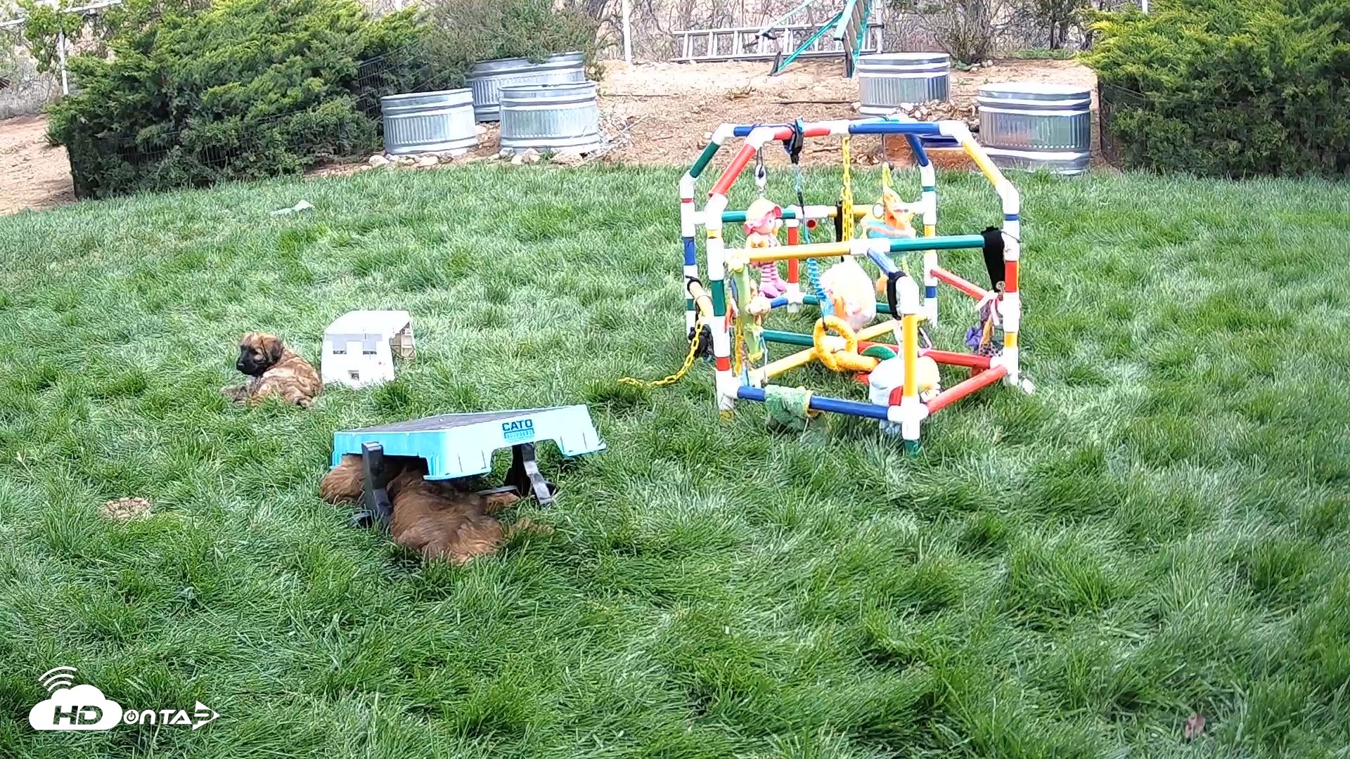 Snapshot of Briard Puppies Breeding Live Webcam taken Apr 26, 2026, 10:53am MST