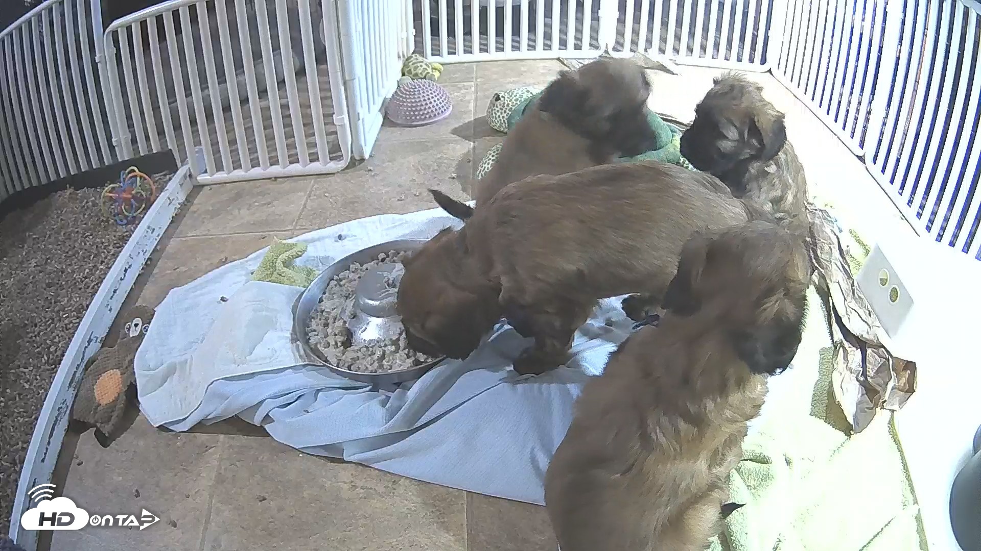 Snapshot of Briard Puppies Breeding Live Webcam taken Apr 22, 2026, 11:18pm MST