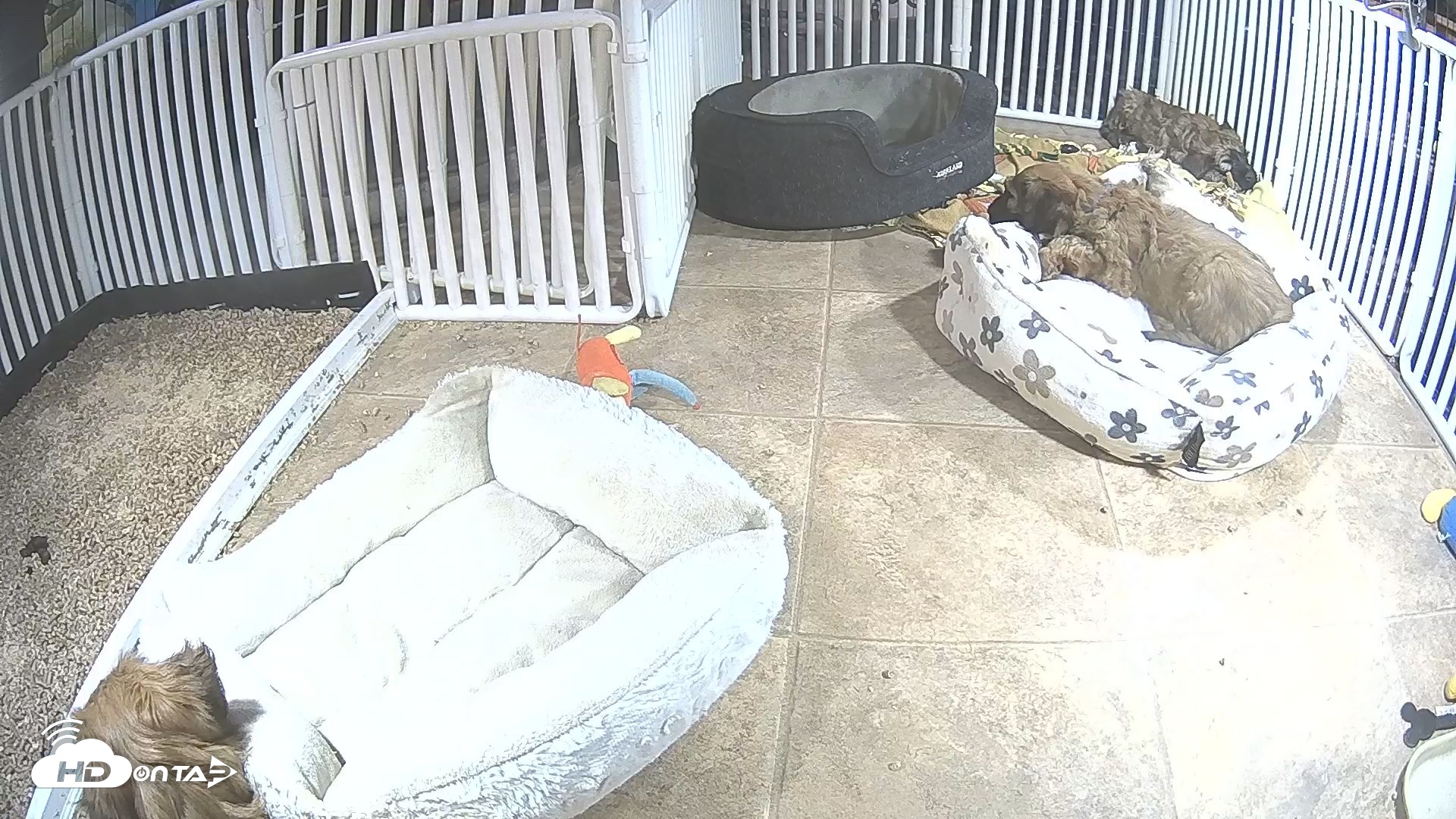Snapshot of Briard Puppies Breeding Live Webcam taken May 6, 2026, 11:27pm MST