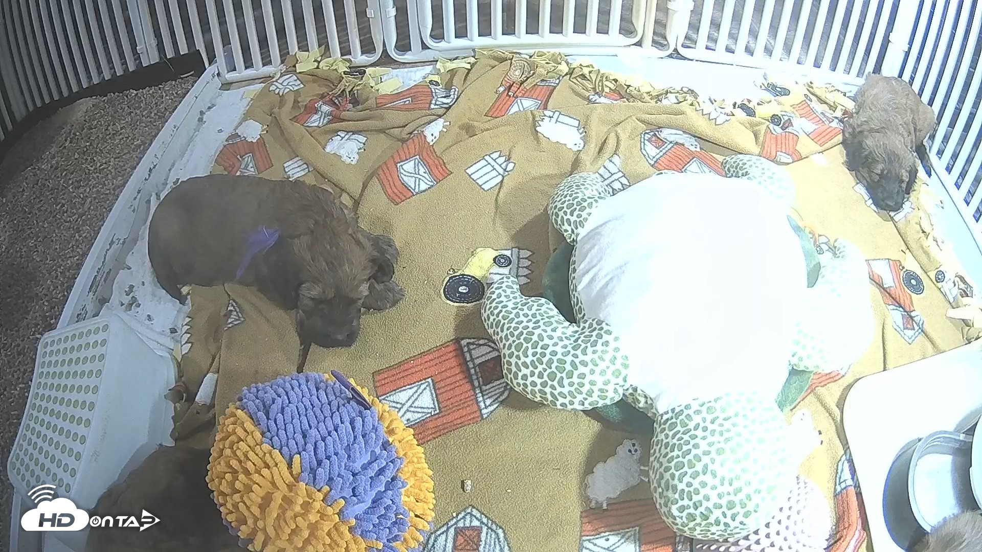 Snapshot of Briard Puppies Breeding Live Webcam taken Apr 21, 2026, 7:44pm MST