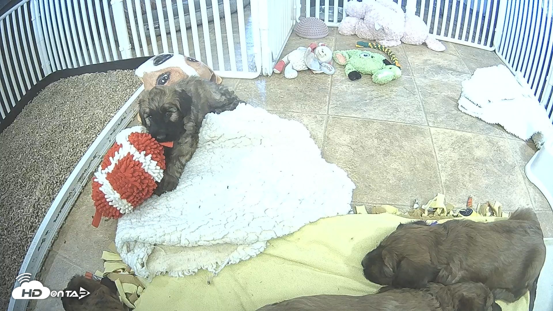Snapshot of Briard Puppies Breeding Live Webcam taken Apr 23, 2026, 3:23pm MST