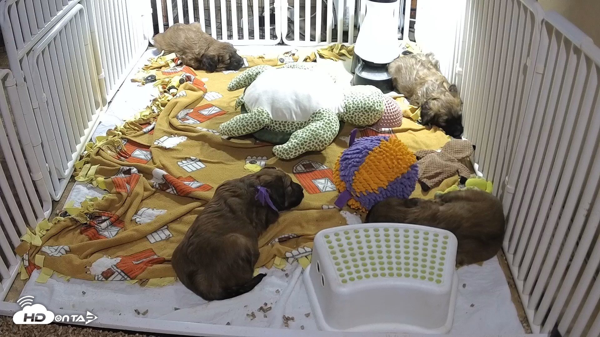Snapshot of Briard Puppies Breeding Live Webcam taken Apr 21, 2026, 7:44pm MST