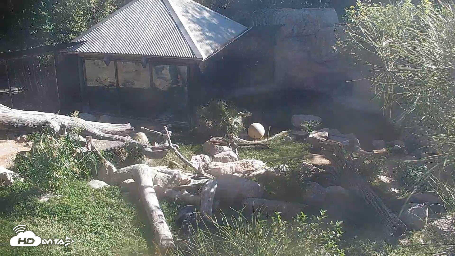 Snapshot of Reid Park Zoo Bears Live Webcam taken Oct 29, 2025, 2:14pm MST