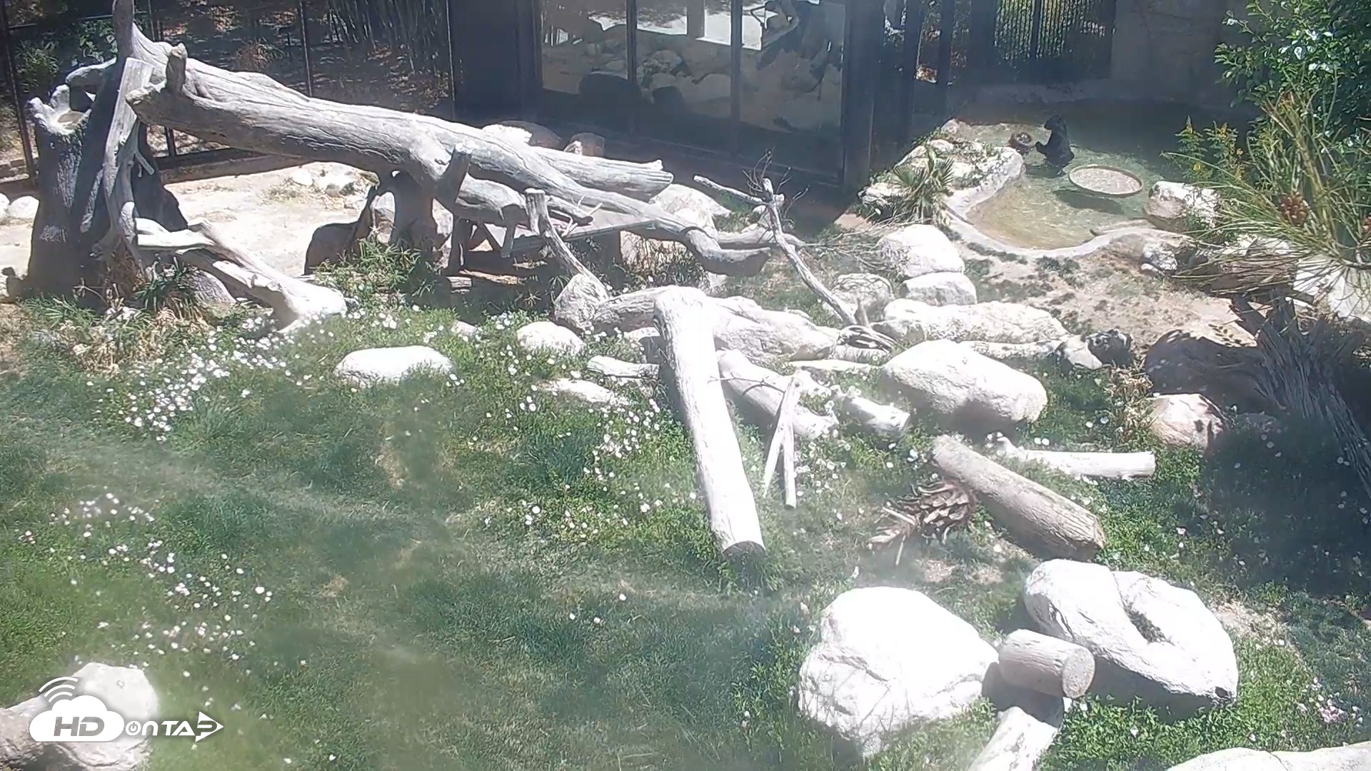 Snapshot of Reid Park Zoo Bear taken Apr 29, 2025, 1:21pm MST