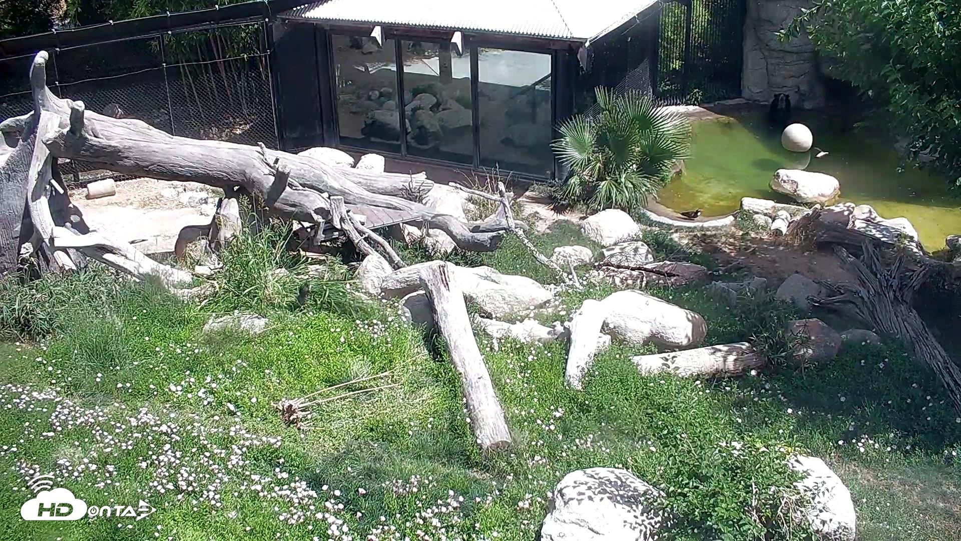 Snapshot of Reid Park Zoo Bears Live Webcam taken Jun 1, 2026, 2:20pm MST