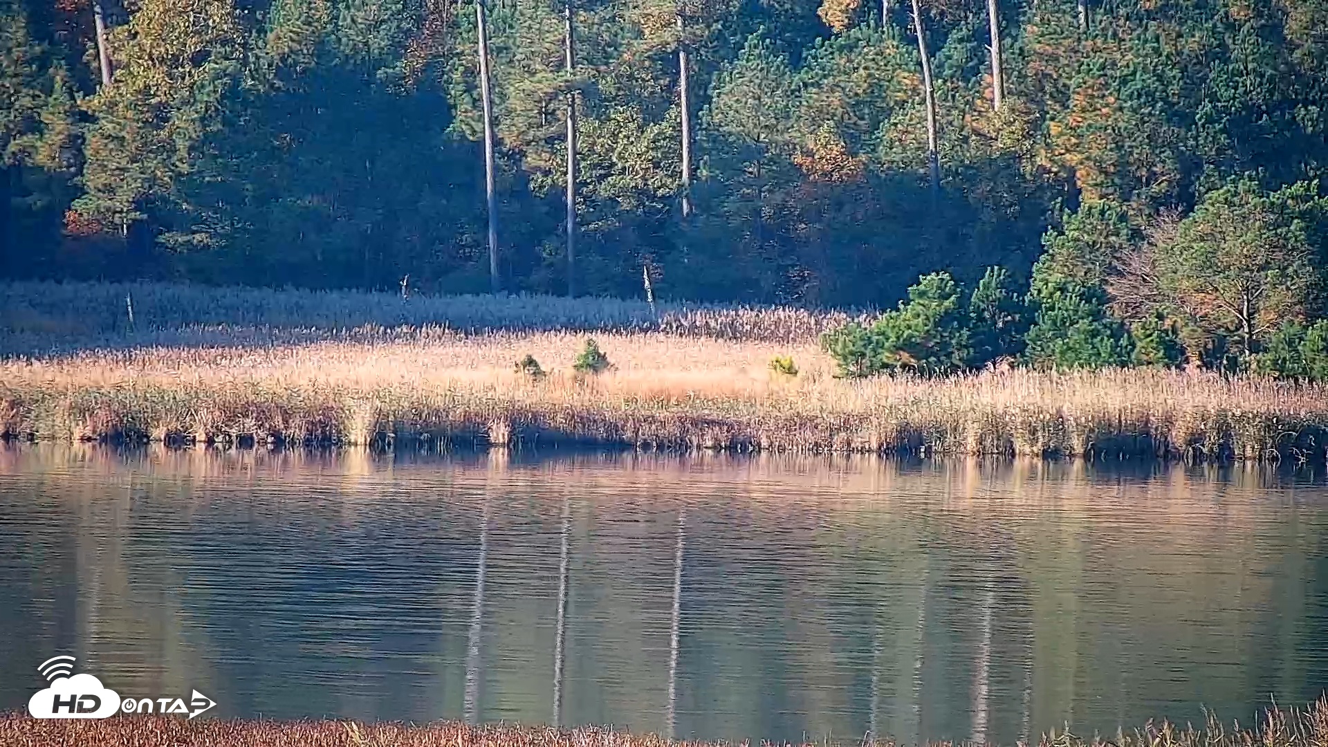 Snapshot of Hog Island Wildlife Management Area Live Cam taken Nov 14, 2025, 7:55am EST