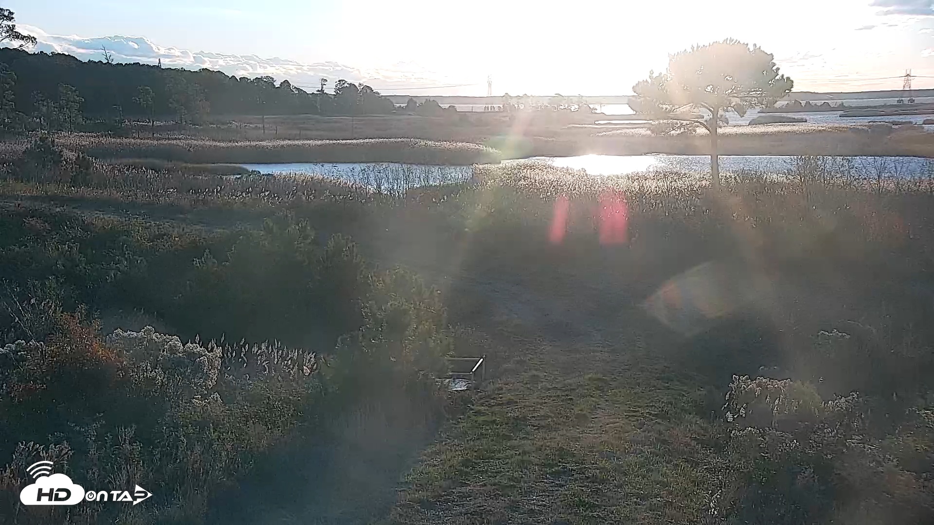 Snapshot of Hog Island Wildlife Management Area Live Cam taken Nov 11, 2025, 7:15am EST