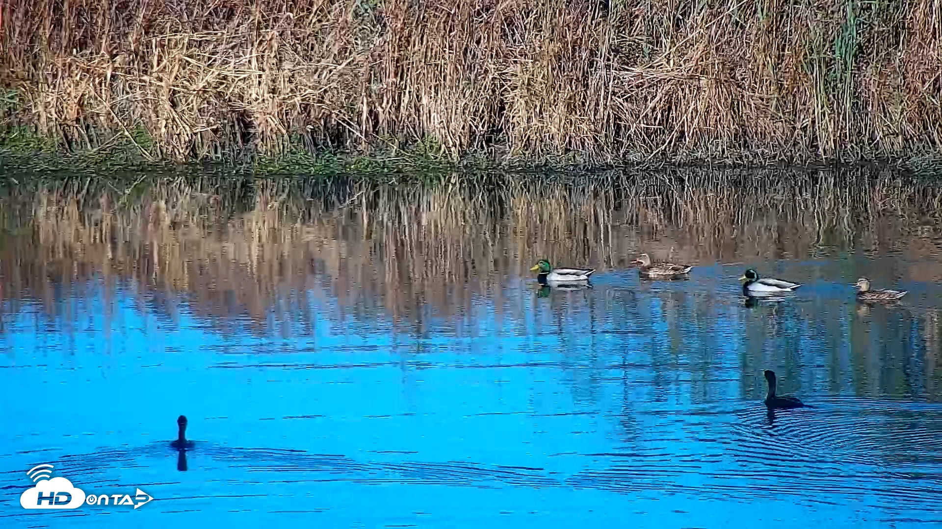 Snapshot of Hog Island Wildlife Management Area Live Cam taken Nov 14, 2025, 8:14am EST