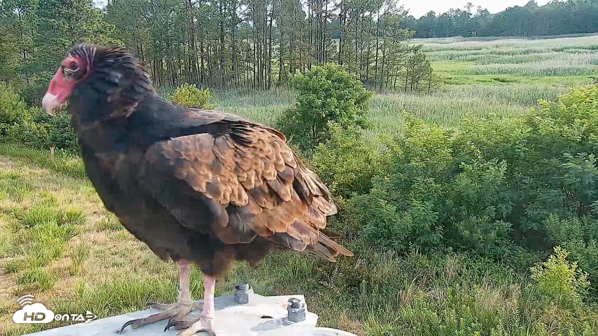Snapshot of Hog Island Wildlife Management Area Live Cam taken Jun 18, 2026, 7:51am EDT