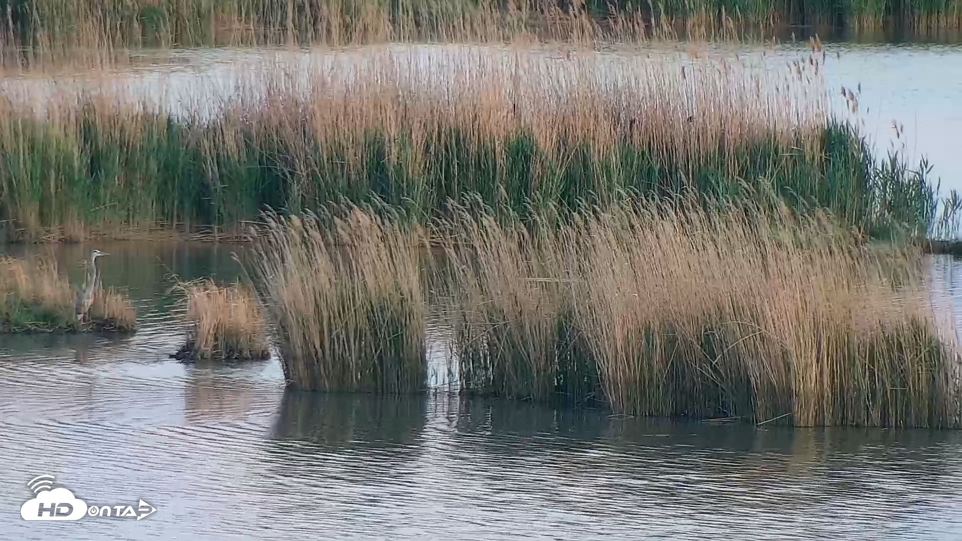 Snapshot of Hog Island Wildlife Management Area Live Cam taken Apr 14, 2026, 7:40pm EDT