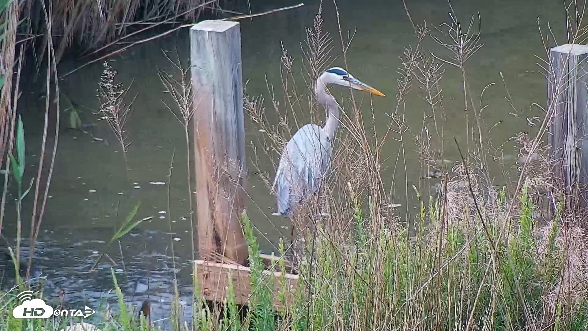 Snapshot of Hog Island Wildlife Management Area Live Cam taken May 1, 2026, 1:18pm EDT
