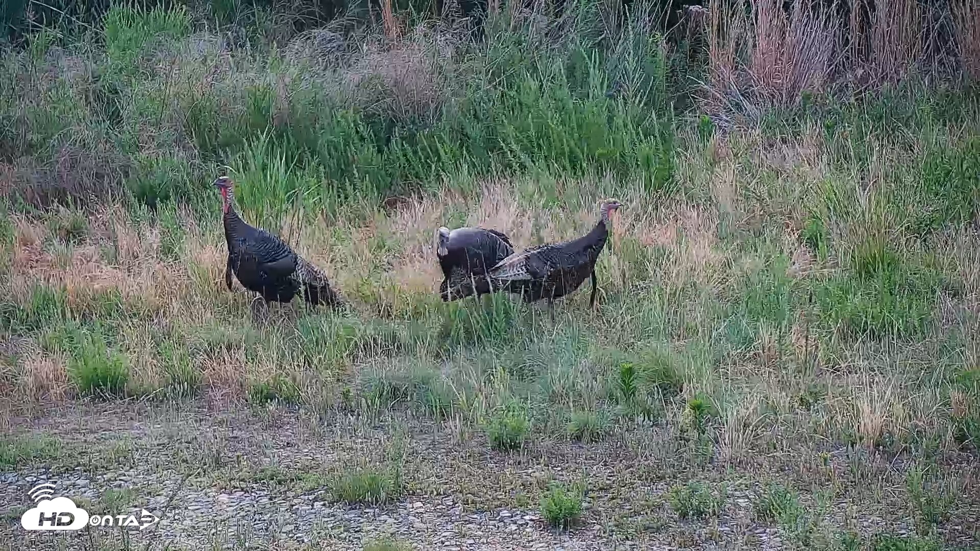 Snapshot of Hog Island Wildlife Management Area Live Cam taken Jun 16, 2026, 6:10pm EDT