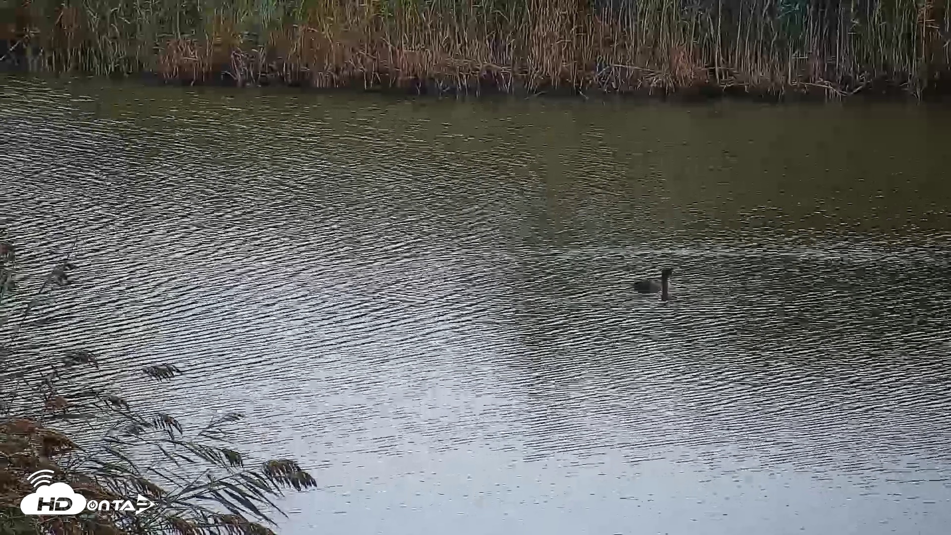 Snapshot of Hog Island Wildlife Management Area Live Cam taken Oct 11, 2026, 12:53pm EDT
