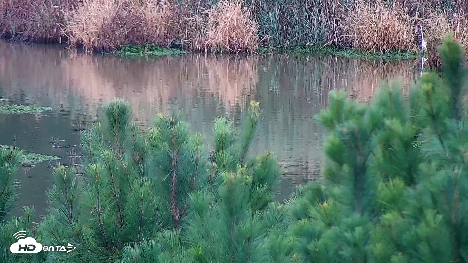 Snapshot of Hog Island Wildlife Management Area Live Cam taken Oct 11, 2025, 9:42am EDT