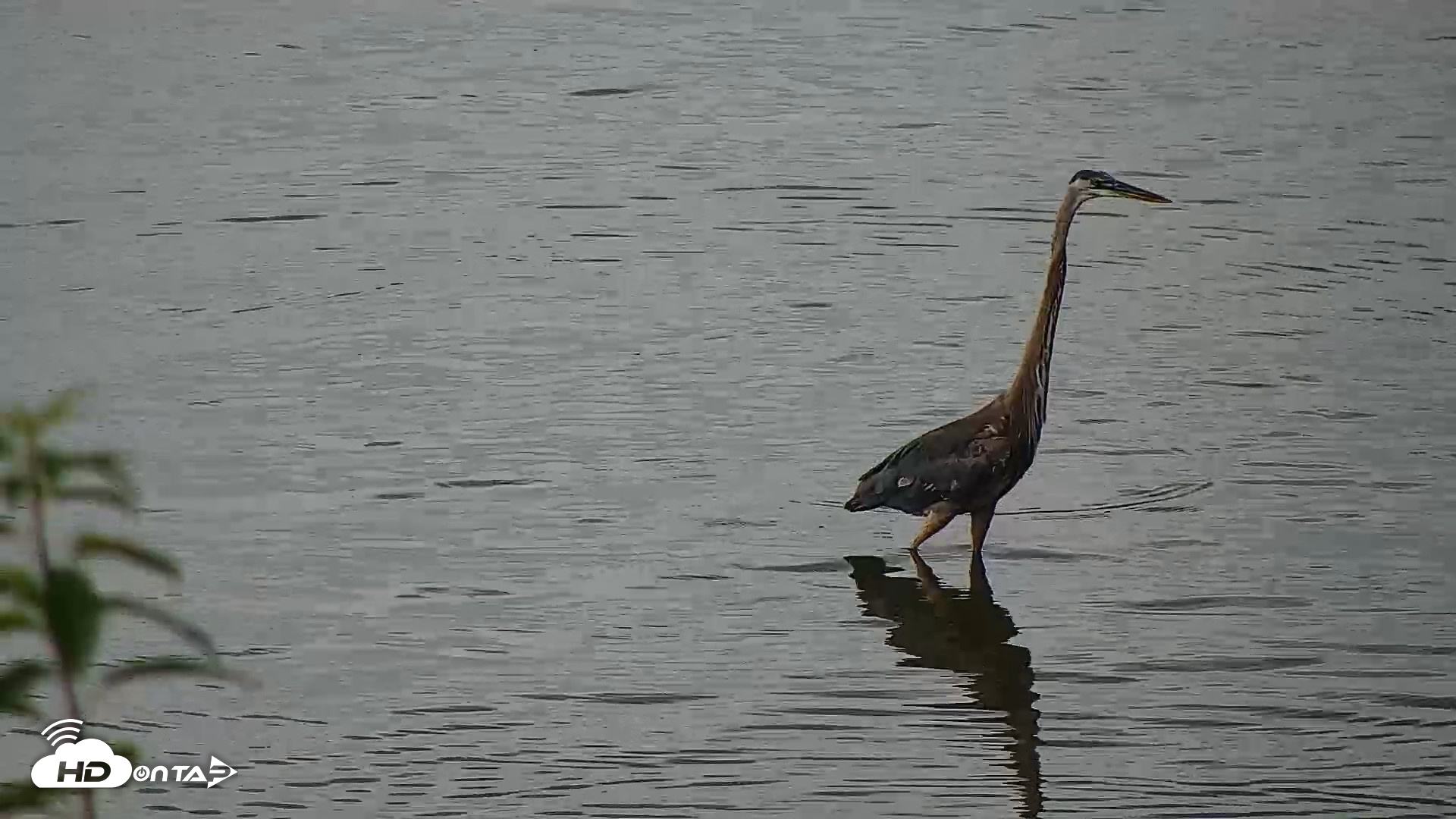 Snapshot of Hog Island Wildlife Management Area Live Cam taken Jun 23, 2026, 1:20pm EDT
