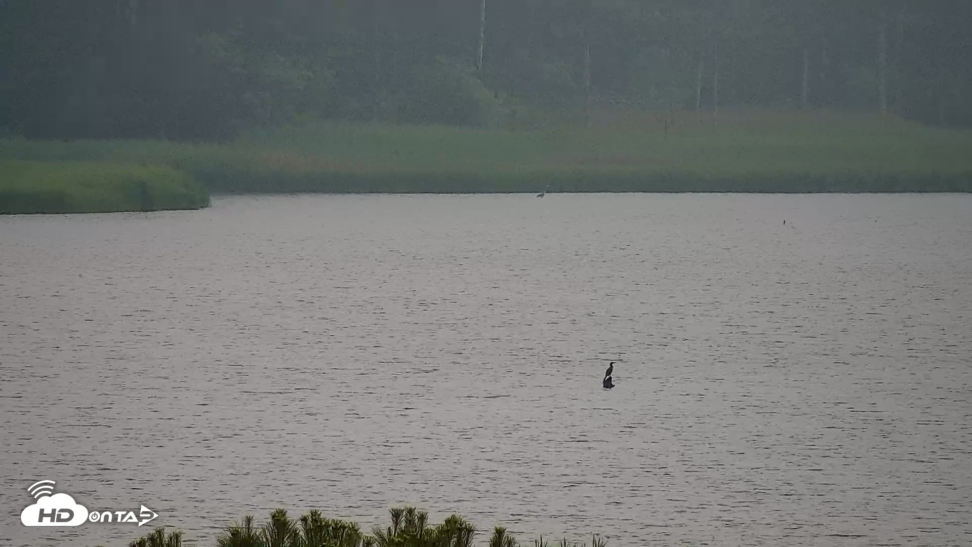 Snapshot of Hog Island Wildlife Management Area Live Cam taken May 15, 2025, 8:38am EDT