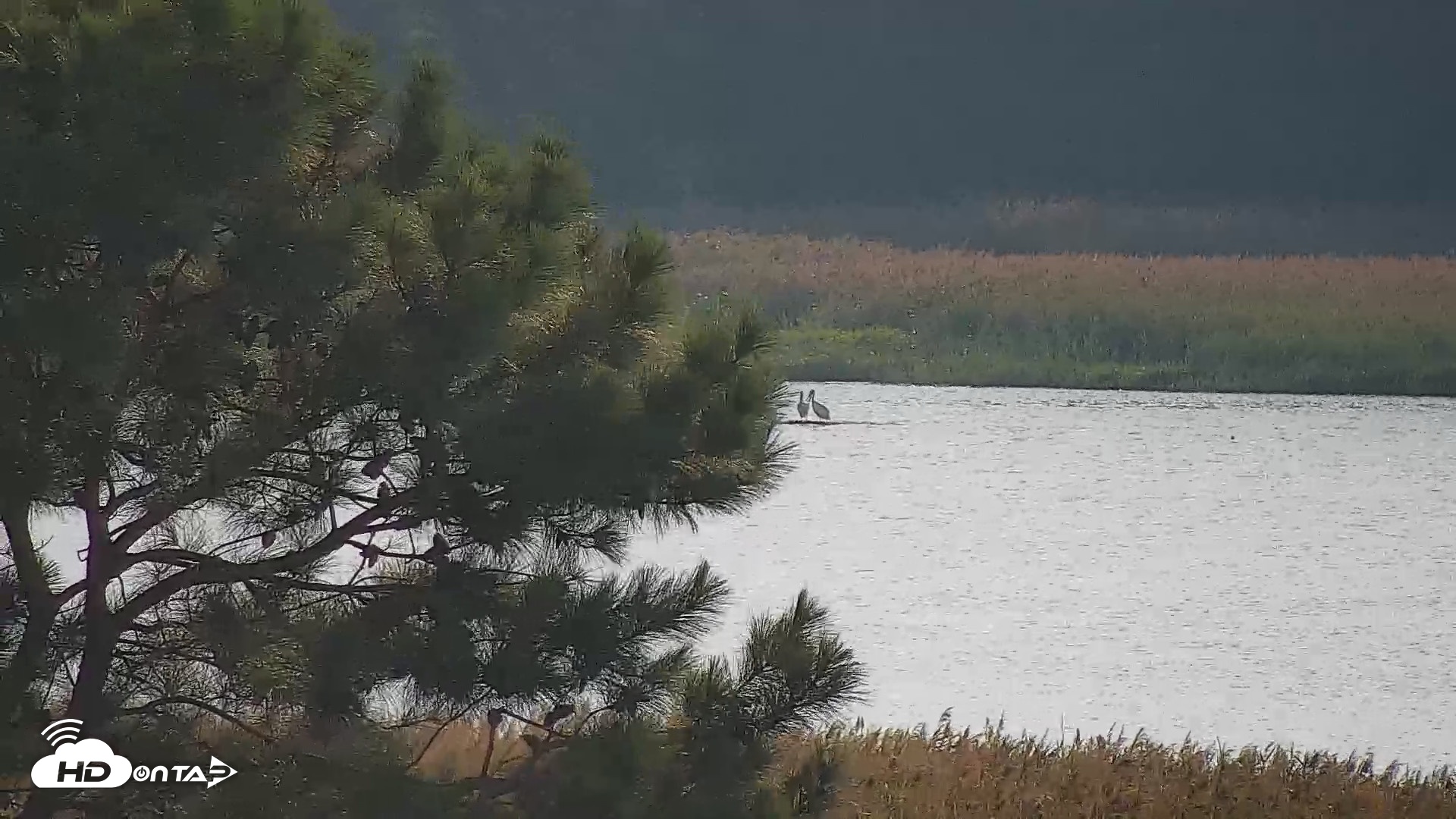 Snapshot of Hog Island Wildlife Management Area Live Cam taken Aug 30, 2026, 5:35pm EDT